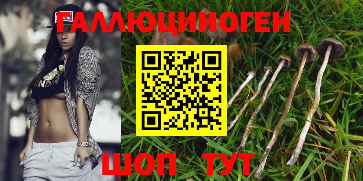 Псилоцибиновые грибы Psilocybine cubensis Новочеркасск